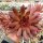 Sempervivum Chick Charms® Chocolate Kiss (dw)