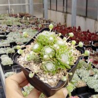 Sempervivum arachnoideum Alpes Nevache (dw)