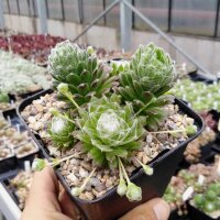 Sempervivum arachnoideum Alpes Nevache (dw)
