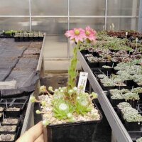 Sempervivum arachnoideum Alpes Nevache (dw)