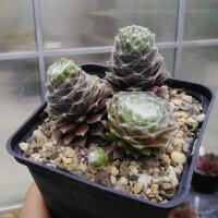 Sempervivum arachnoideum Snow Spider (dw)