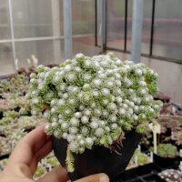 Sempervivum arachnoideum cv. Miniature (dw)
