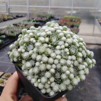 Sempervivum arachnoideum cv. Miniature (dw)
