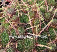 Sempervivum arachnoideum v. pumilum (dw)