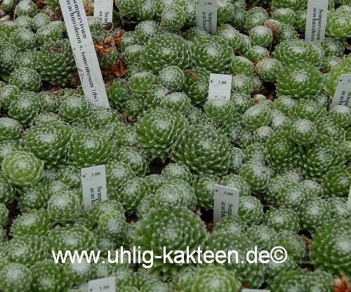 Sempervivum arachnoideum v. tomentosum (dw)