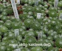 Sempervivum arachnoideum v. tomentosum (dw)