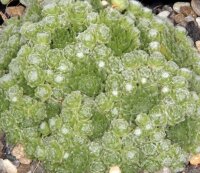 Sempervivum arachnoideum  Baby Boo (dw)
