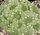 Sempervivum arachnoideum  Baby Boo (dw)