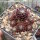 Sempervivum arachnoideum-Hybr. Cherry Frost (dw)