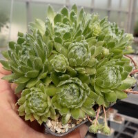 Sempervivum arachnoideum-Hybr. Christel (dw)