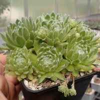 Sempervivum arachnoideum-Hybr. Christel (dw)