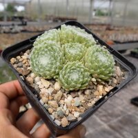 Sempervivum arachnoideum-Hybr. Happy Birthday (dw)