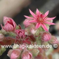Sempervivum arachnoideum-Hybr. Happy Birthday (dw)