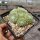 Sempervivum arachnoideum-Hybr. Happy Birthday (dw)