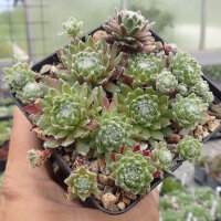 Sempervivum arachnoideum-Hybr. Mike (dw)