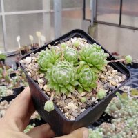 Sempervivum arachnoideum-Hybr. Nobbe (dw)
