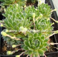 Sempervivum arachnoideum-Hybr. Nobbe (dw)