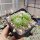 Sempervivum arachnoideum-Hybr. Nobbe (dw)