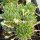 Sempervivum arachnoideum-Hybr. Nobbe (dw)