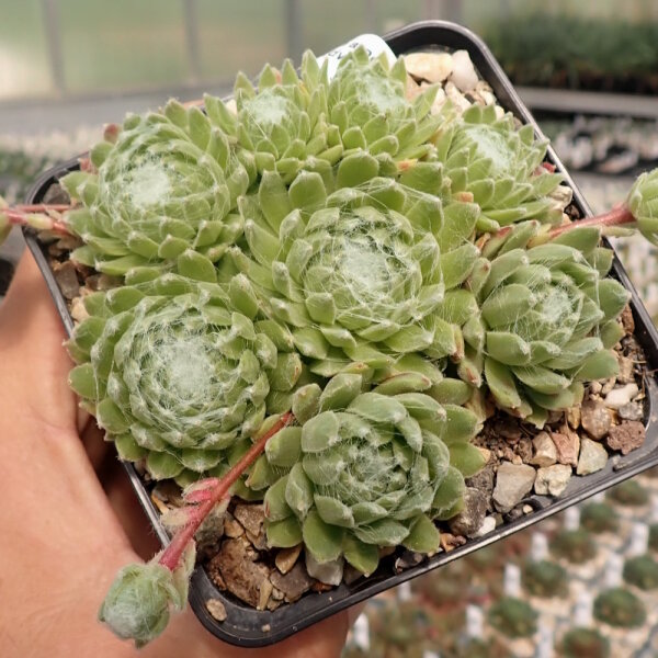 Sempervivum arachnoideum-Hybr. Rosenstolz (dw)