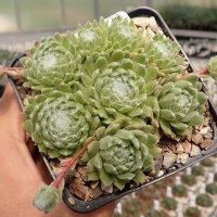 Sempervivum arachnoideum-Hybr. Rosenstolz (dw)