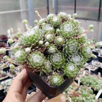 Sempervivum arachnoideum-Hybr. Rotes Meer (dw)