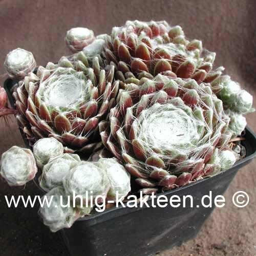 Sempervivum arachnoideum-Hybr. Rotkugel (dw)