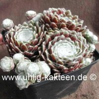 Sempervivum arachnoideum-Hybr. Rotkugel (dw)