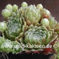 Sempervivum arachnoideum-Hybr. Spätling (dw)