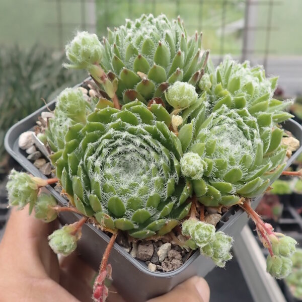 Sempervivum arachnoideum-Hybr. Traudel (dw)
