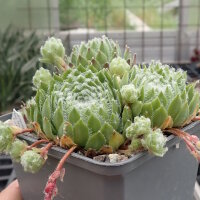 Sempervivum arachnoideum-Hybr. Traudel (dw)