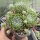 Sempervivum arachnoideum-Hybr. Traudel (dw)