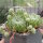 Sempervivum arachnoideum-Hybr. Traudel (dw)
