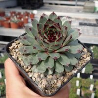 Sempervivum calcareum (dw)