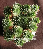 Sempervivum calcareum v. minutum (dw)