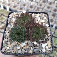 Sempervivum calcareum v. minutum (dw)