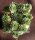 Sempervivum calcareum v. minutum (dw)