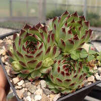 Sempervivum calcareum cv. Guiseppii(dw)
