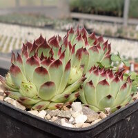 Sempervivum calcareum cv. Guiseppii(dw)