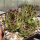 Sempervivum calcareum cv. Guiseppii(dw)