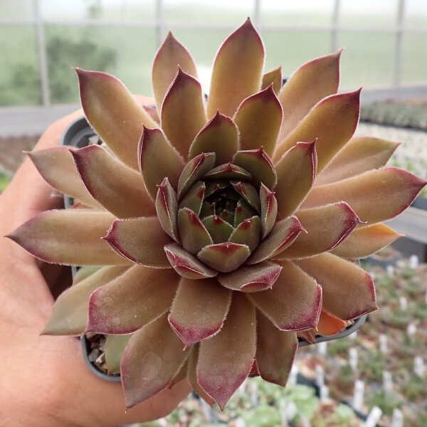 Sempervivum caucasicum (dw)
