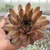 Sempervivum caucasicum (dw)