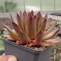 Sempervivum caucasicum (dw)