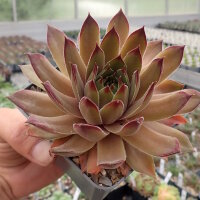 Sempervivum caucasicum (dw)