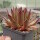 Sempervivum caucasicum (dw)
