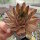 Sempervivum caucasicum (dw)