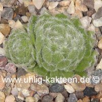 Sempervivum ciliosum (dw)