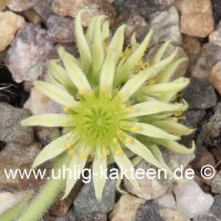 Sempervivum ciliosum (dw)