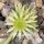 Sempervivum ciliosum (dw)