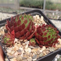 Sempervivum globiferum ssp. hirtum (dw)